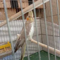 عروس هلندی آهویی