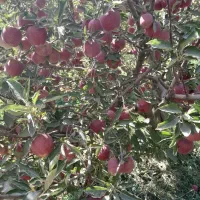 باغ الوان در تازه کند قشلاق