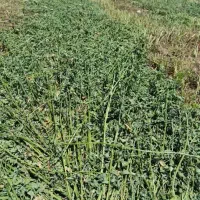 یونجه بافه چن۳+گل و چوب یونجه فروش بصورت درهم وجدا