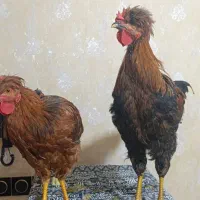 دو عدد خروس