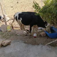 یک رس گاو