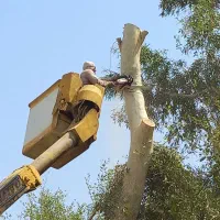 خریدوفروش انواع چوب