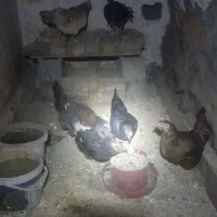 مرغ تخم گذار