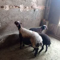 میش.قزل افشار  دوقلوزا بادوعدد بره نروماده