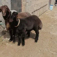 قوچ و بره قوچ همو قزل افشار