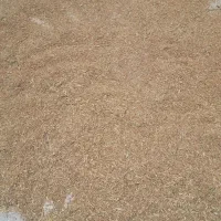 گندم جهت کبوتربازها