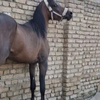 خرید اسب باری