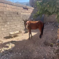 اسب|اسب و تجهیزات اسب‌سواری|خرم‌آباد, |دیوار