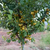 آلو خشک‌‌. ترش و شیرین
