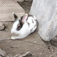 650|موش و خرگوش|خورموج, |دیوار