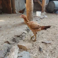 خروس لاری