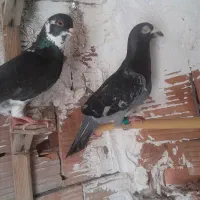 کفتر