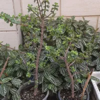 گل و گیاه و نهال