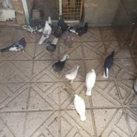 بوم رنگی