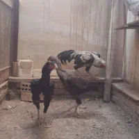 مرغ افغان ترک خروس اوشاموگانوف و جوجه،تخم لاری
