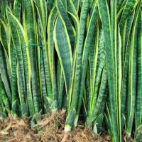 سانسوریا مهتابی هدیه ما به شما