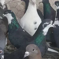 کفتر بوم زدوخوردی