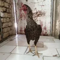 دو عدد مرغ لاری اصیل