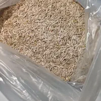 خوراک پرندگان بذر کاهو