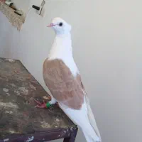 کفتر