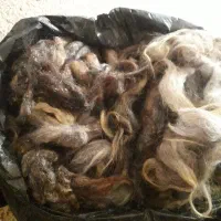 پشم گوسفند