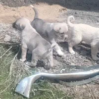 توله پژدر ماده