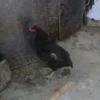 یک عدد مرغ لاری