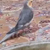 عروس هلندی سخنگو زیبا وباهوش..