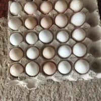 تخم مرغ نطفه دار محلی