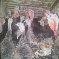 بوقلمون|حیوانات مزرعه|جوادآباد, |دیوار