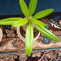 گل ماداگاسکار