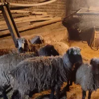 چپش چاق نرو ماده