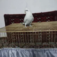 عروس هلندی البنو سفید