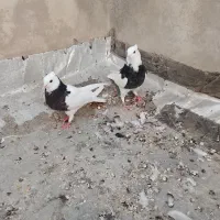ی جفت طوقی پاک پا لخت مفلق