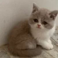 بچه گربه وبریتیش
