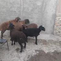 بره نر ۳۰ کیلویی ۵ راس