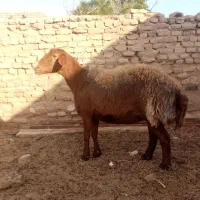چهار راس میش مالداری