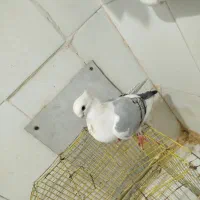 کبوتر|پرنده|دره شهر, |دیوار