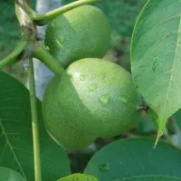 اجاره باغ گردو