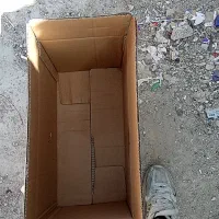 کارتن