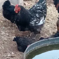 خروس