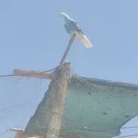 کبوتر عروسک