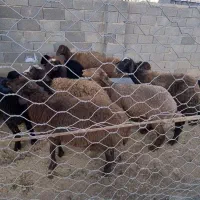 دوعدد بر نره ۴۰تا۵۰کیلو