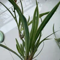 گیاه گندمی مخصوص کافه ها