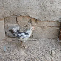 خروس ۷ ماهه گلین وخروس یک ساله سلطان