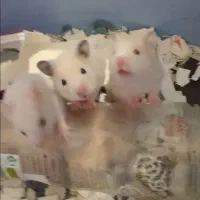 بچه همستر سوری