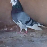 کبوتر گلی گم کردم