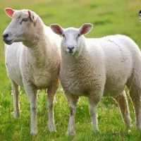 نذری هیئت دام زنده