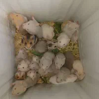 همستر
