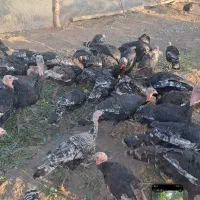 فروش بوقلمون نر و ماده ارگانیک